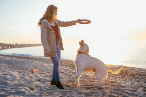 Beach Bound Hounds: A Guide to Dog Beach Etiquette and Safety