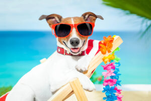 How Long Can a Dog Stay In the Heat: Dog Dehydration Advice