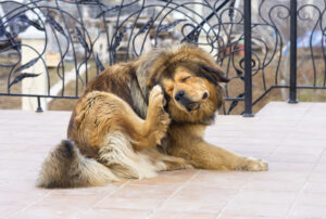 Itchy Business: How to Deal with Flea Bites on Dogs