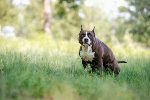 Blood in Dog Stool: When to Worry and What to Do