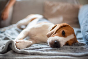 Is Benadryl Safe for Dogs?