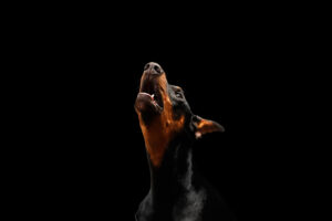 Why Is My Dog Howling?