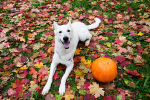 The Best Activities for You and Your Dog This Fall