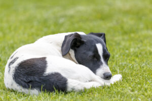 Dog Sleeping Positions and What They Mean