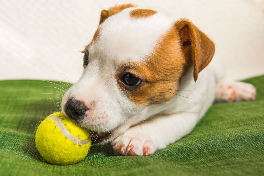 Jack Russel terrier playing with tennis ball