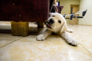 Puppy Teething: A Survival Guide for Dog Owners