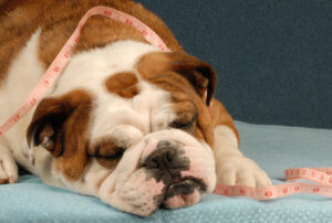 Dog Obesity Guide: Promoting Healthy Weight Loss In Dogs