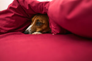 Easing Dog Anxiety: Anti-Anxiety Medications for Dogs