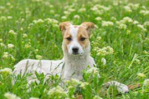 Springtime Safety Tips: Protecting Your Pup This Season