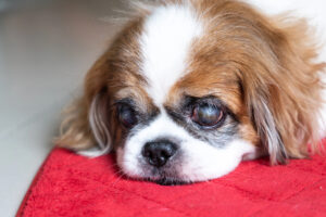 Cataracts In Dogs: What You Need to Know