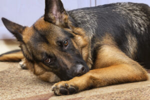 Melatonin for Dogs: Sleep Aid or Sleepy Side Effects?