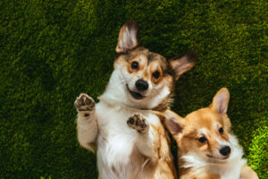A Guide to Bringing Home Your Neutered Dog