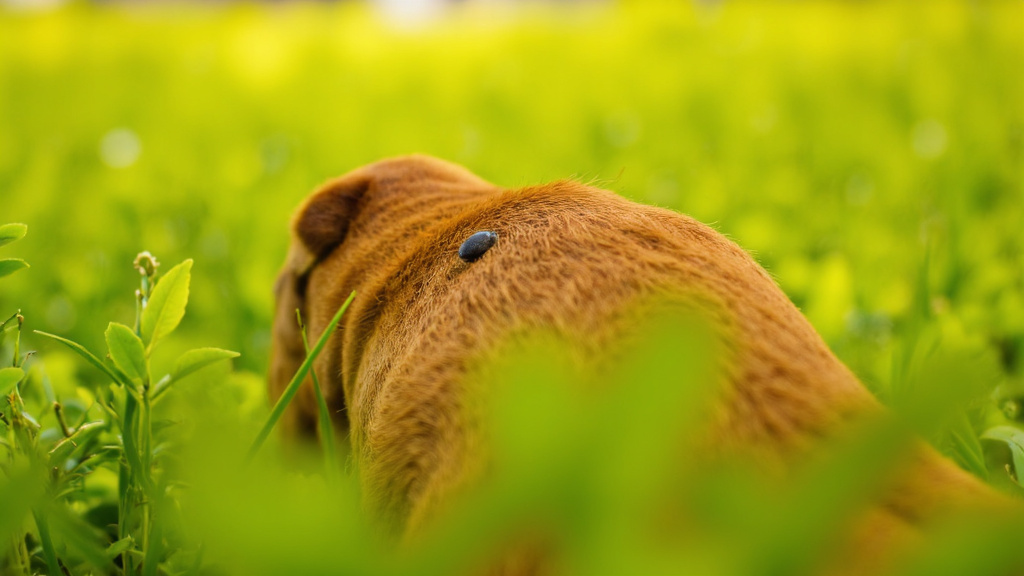 Close-up of a brown dog tick on dog's fur, with a blurred background of green foliage and sunlight filtering through leaves.