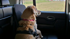 Dog Car Safety: Using a Seatbelt Harness for Dogs