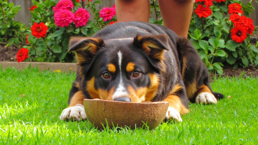 Owner and Dog Sharing a Coconut Owner and dog relaxing in backyard, sharing a fresh coconut with dog drinking from shell