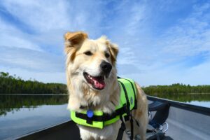 Dog Life Jacket Guide: Water Safety Tips Every Pet Owner Should Know