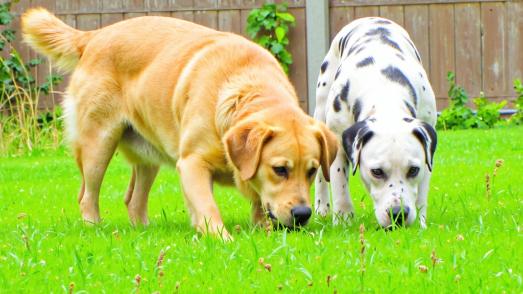 Two dogs sniffing the area where another dog has recently rolled in tall grass.