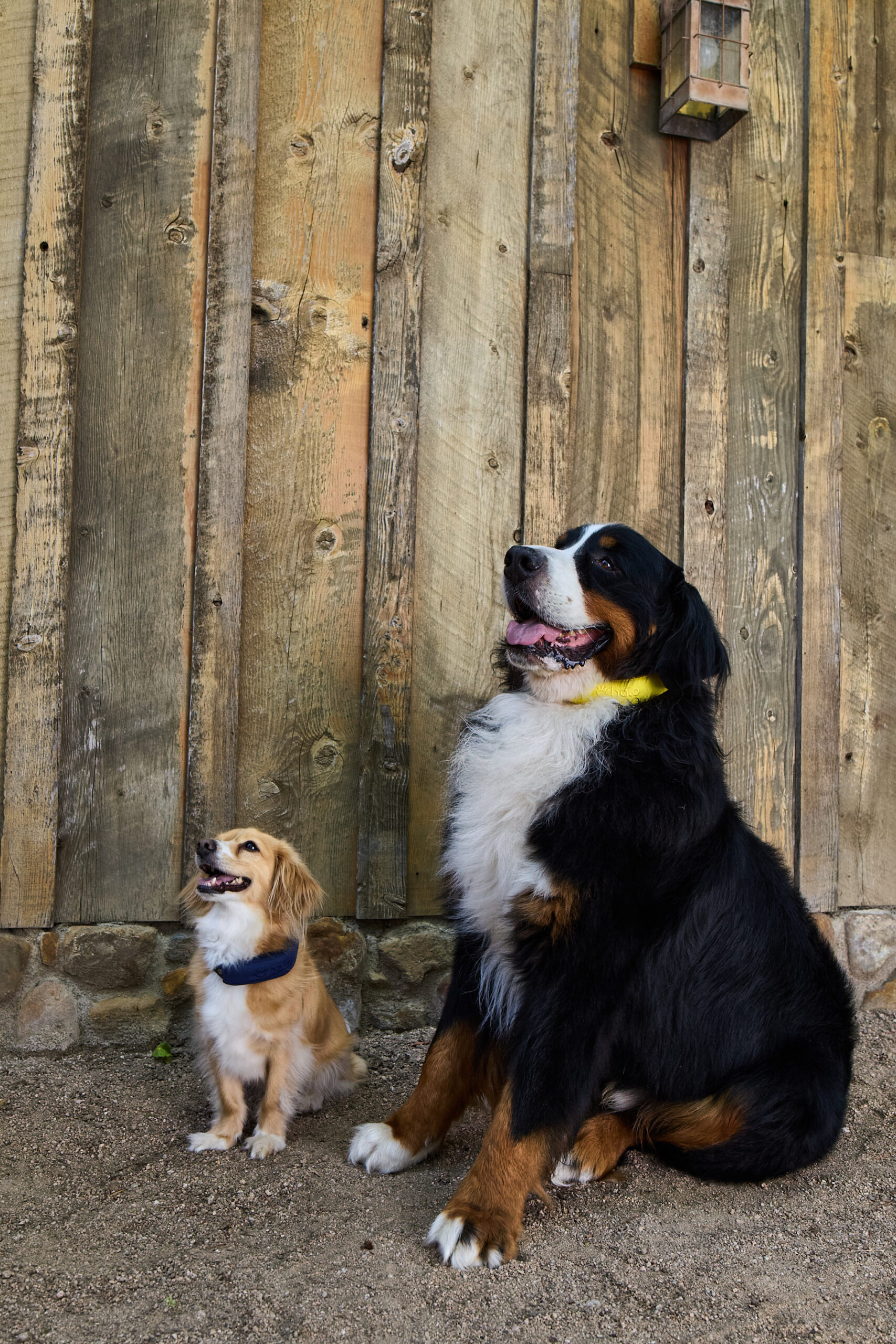 Two dogs sitting in front of the wooden fence wearing gps fence collars