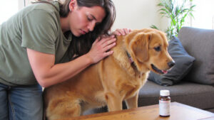 How to Know if your Dog is in Pain: When to Consult Your Vet