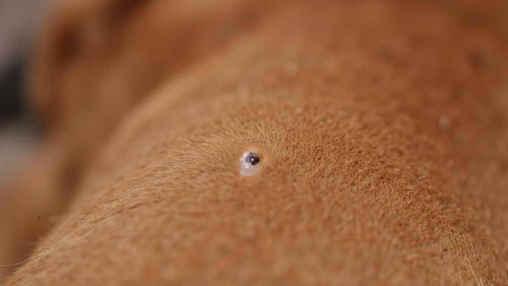Close-up of a dog's soft fur with a small, fleshy skin tag visible