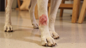 How to Recognize and Treat Hot Spots in Dogs