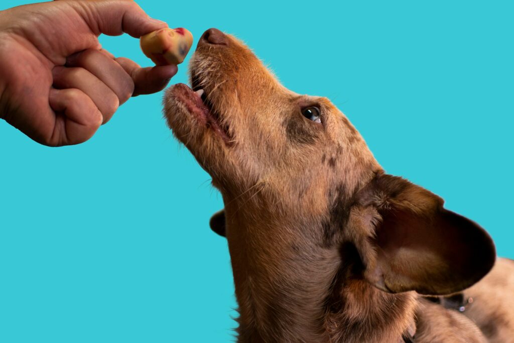 Owner Mixing Supplement for Dog
