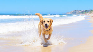 Best Dog-Friendly Beaches to Visit This Summer
