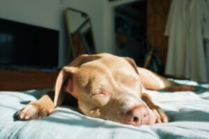 Can Dogs Get Sunburned? Summer Skincare for Pets