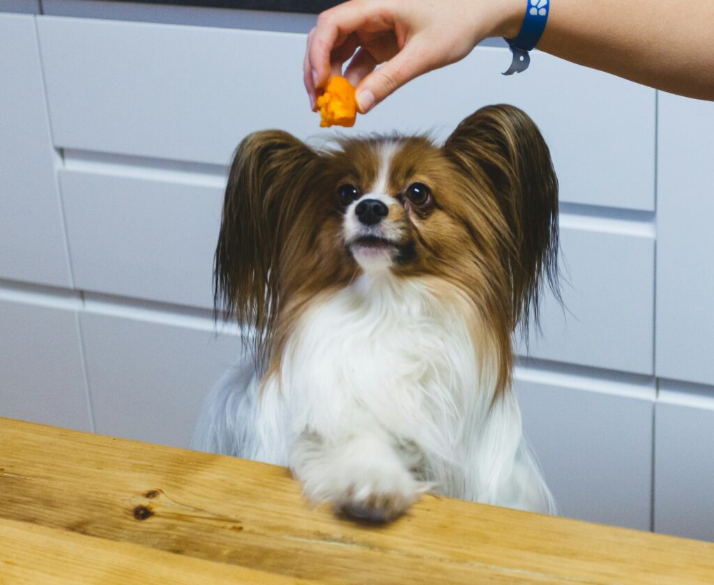 Dog on hind legs reach for food