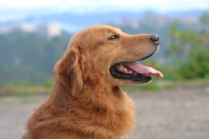 How to Boost Your Dog’s Immune System Naturally