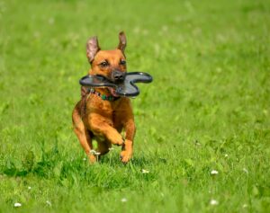 Backyard Games to Play With Your Dog This Summer