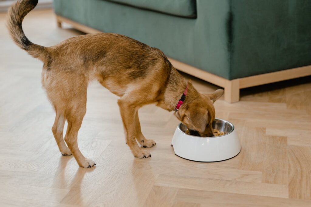 Happy Dog Eating in Kitchen