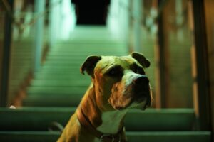 Managing Arthritis in Senior Dogs: Tips for Comfort and Mobility