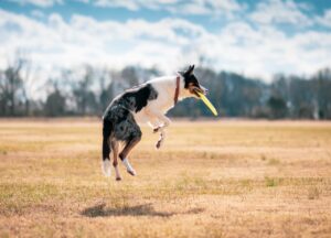 What Is Glucosamine for Dogs?