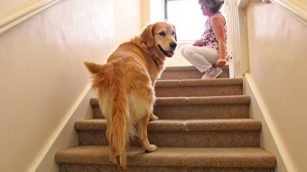 Senior dog comfortably climbing stairs with owner encouragingly watching nearby