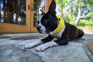 GPS Dog Tracker Reviews: What to Look For in an All-in-One Smart Collar