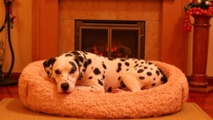Signs of Fever in Dogs: Early Detection Tips and Remedies
