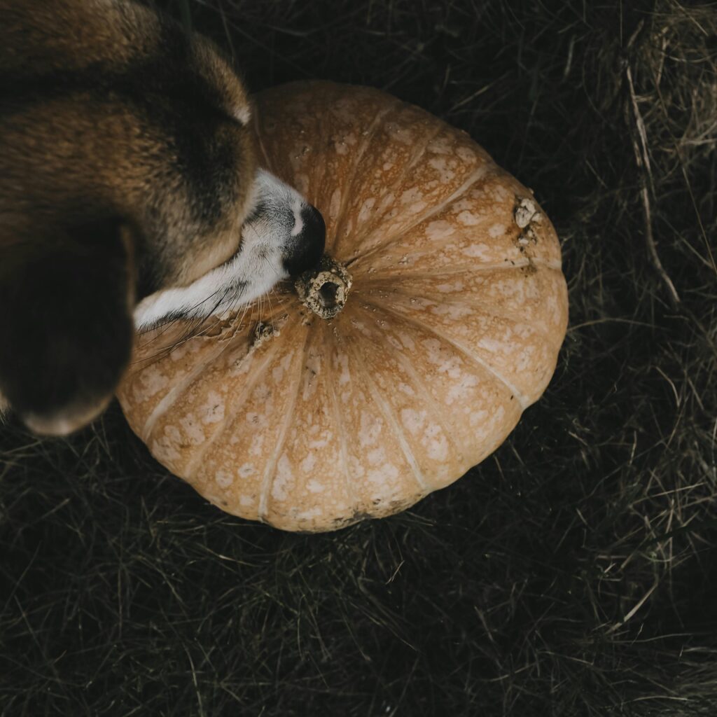 A dog looking at a pumpkin on the ground.