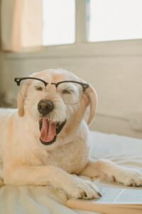 Dog Dementia: Recognize Early Signs and Treatment Options