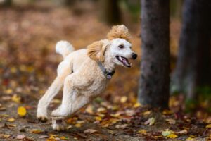 How Much Exercise Does My Dog Need? A Tailored Guide