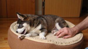 Bloat in Dogs: Learn Crucial Prevention Tips to Save Lives