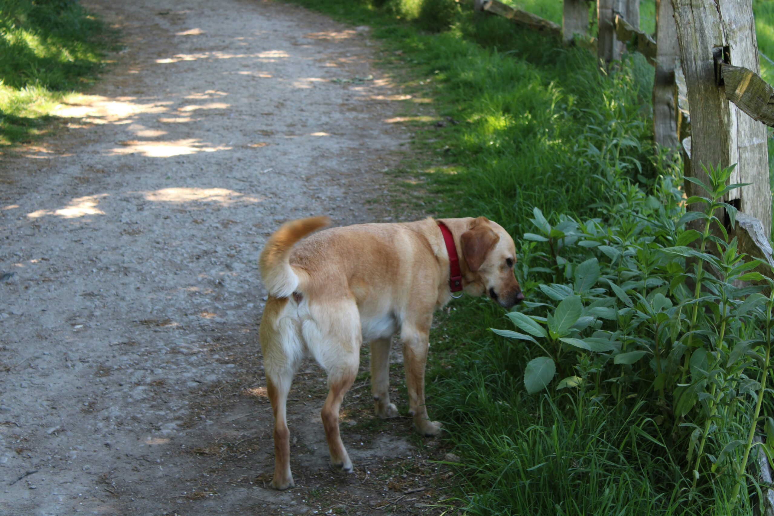 A yellow Labrador dog sniffing plants beside a gravel path.
