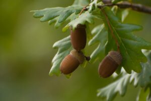 Can Dogs Eat Acorns? Risks and Safety Tips for Owners
