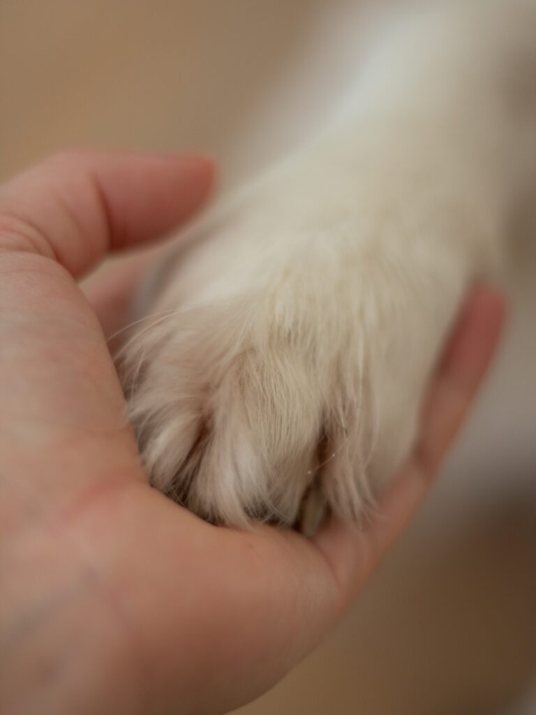 A close-up of a human hand gently holding a pet's paw.