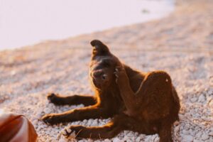 Dog Itching: Effective Solutions for Quick Relief