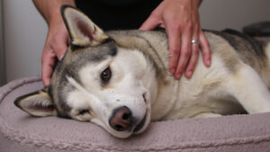 The Benefits Of Canine Massage: Discover How It Transforms Dog Health