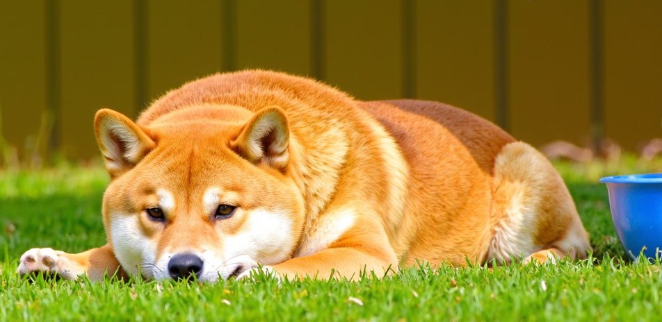 Shiba inu relaxing in a shaded area of a backyard with a bowl of fresh water nearby.