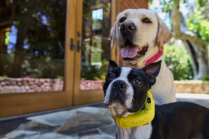 Introducing the Halo Collar 5: The Smartest and Safest GPS Fence Just Got Better
