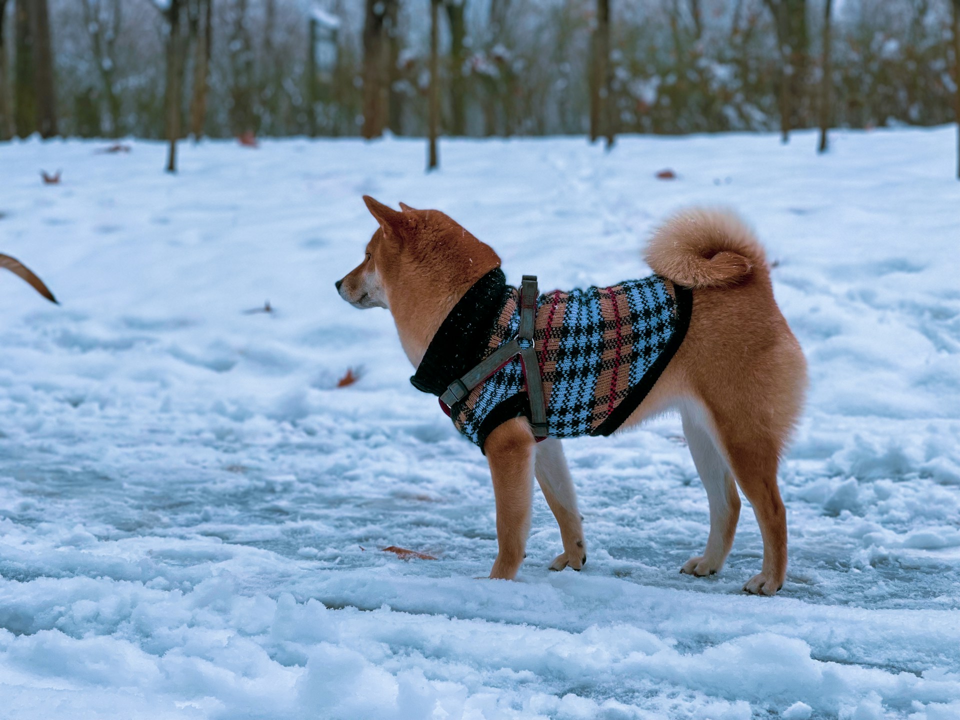 sachin and babi light blue dress Winter Dog Gear Guide: Coats, Boots & Safety – Halo Collar Blog