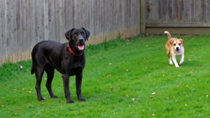 Dog Fence Types: How Physical, Electric, and GPS Fences Compare